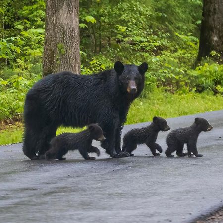 Bear End Villa Sevierville Exteriör bild